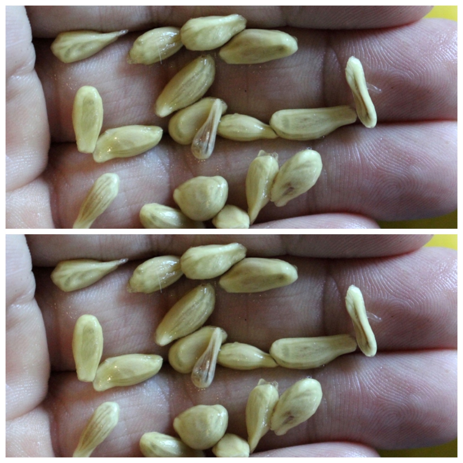 Avoid the error of throwing away the seeds while squeezing lemons