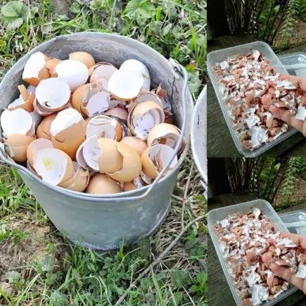 Stop Throwing Away Eggshells