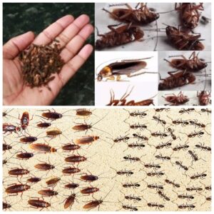 Cockroaches and roaches at home, good-bye