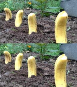 Bury a banana in the ground - Here is the result in 7 days