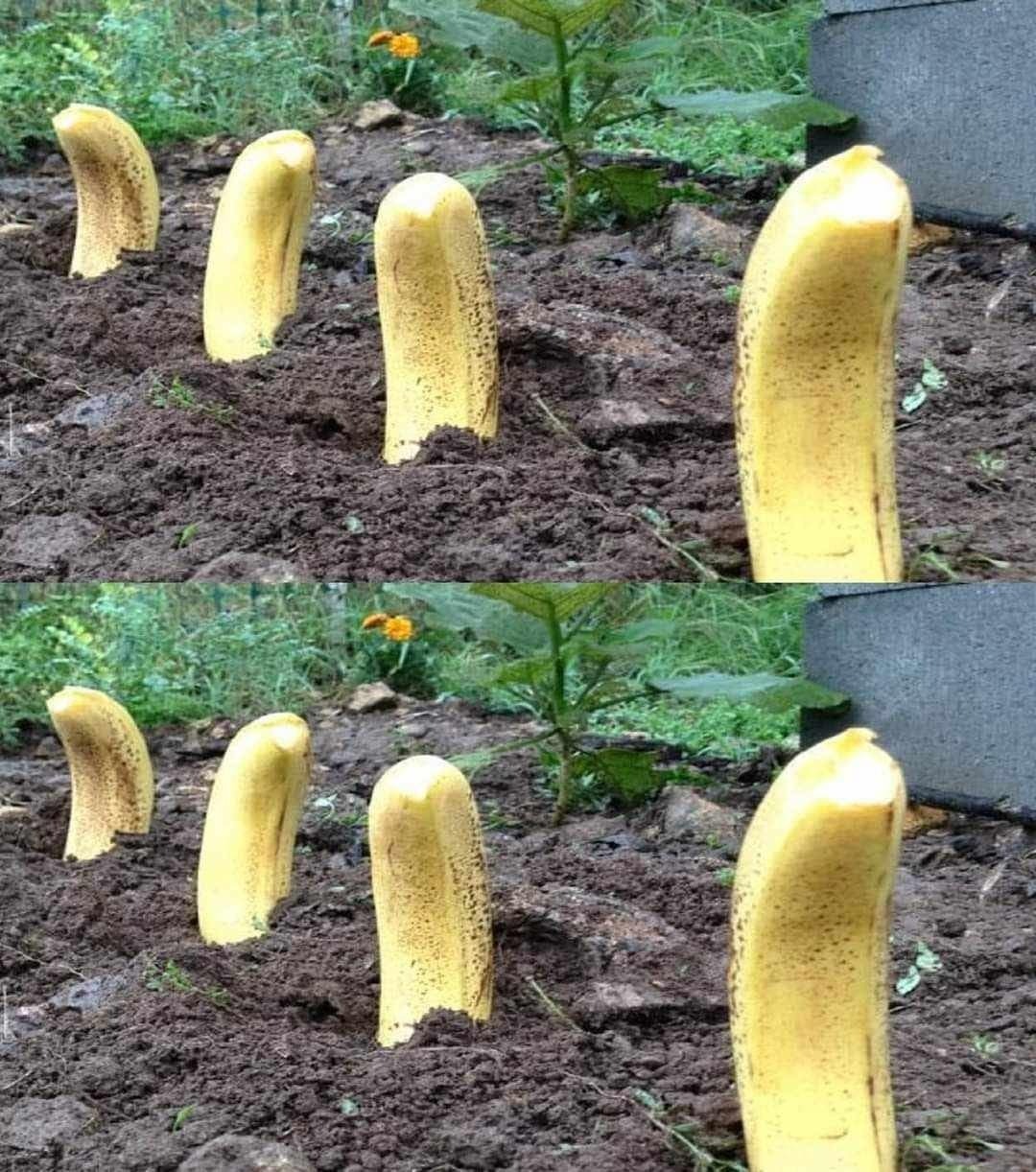 Bury a banana in the ground - Here is the result in 7 days