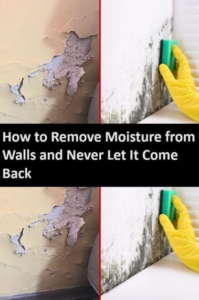 How to Remove Moisture from Walls and Never Let It Come Back