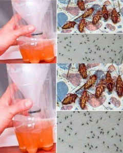 A Powerful Home Recipe To Get Rid Of Mosquitoes And Cockroaches Forever