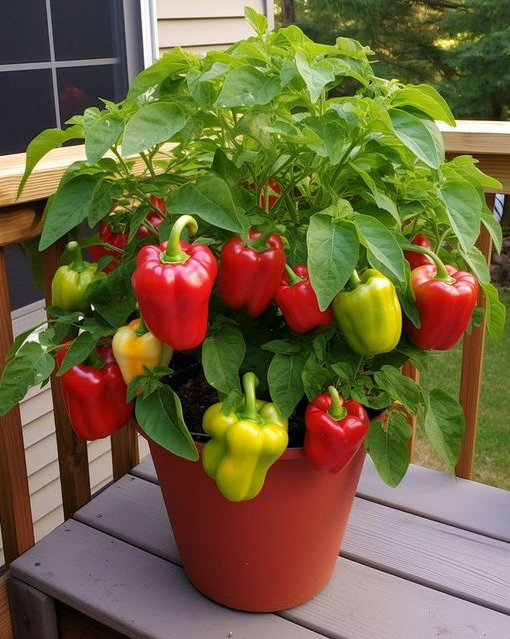 Here’s what you need to know if you want to grow juicy and crunchy bell peppers