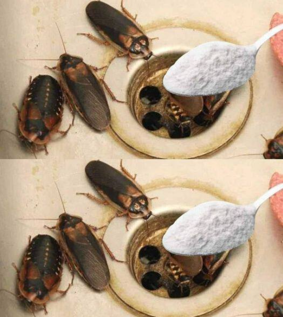 How to Eliminate Fleas, Ants and Cockroaches from Home Forever