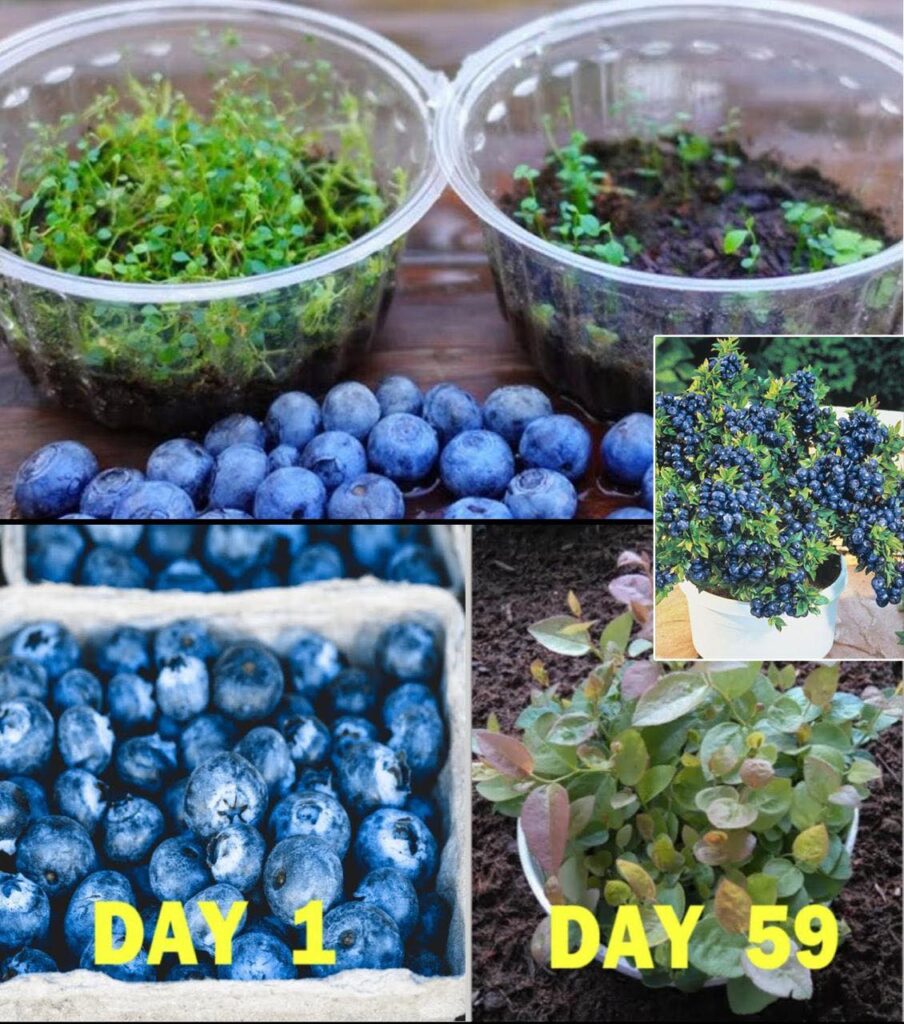 How To Grow Blueberries At Home – Pure Life Oasis