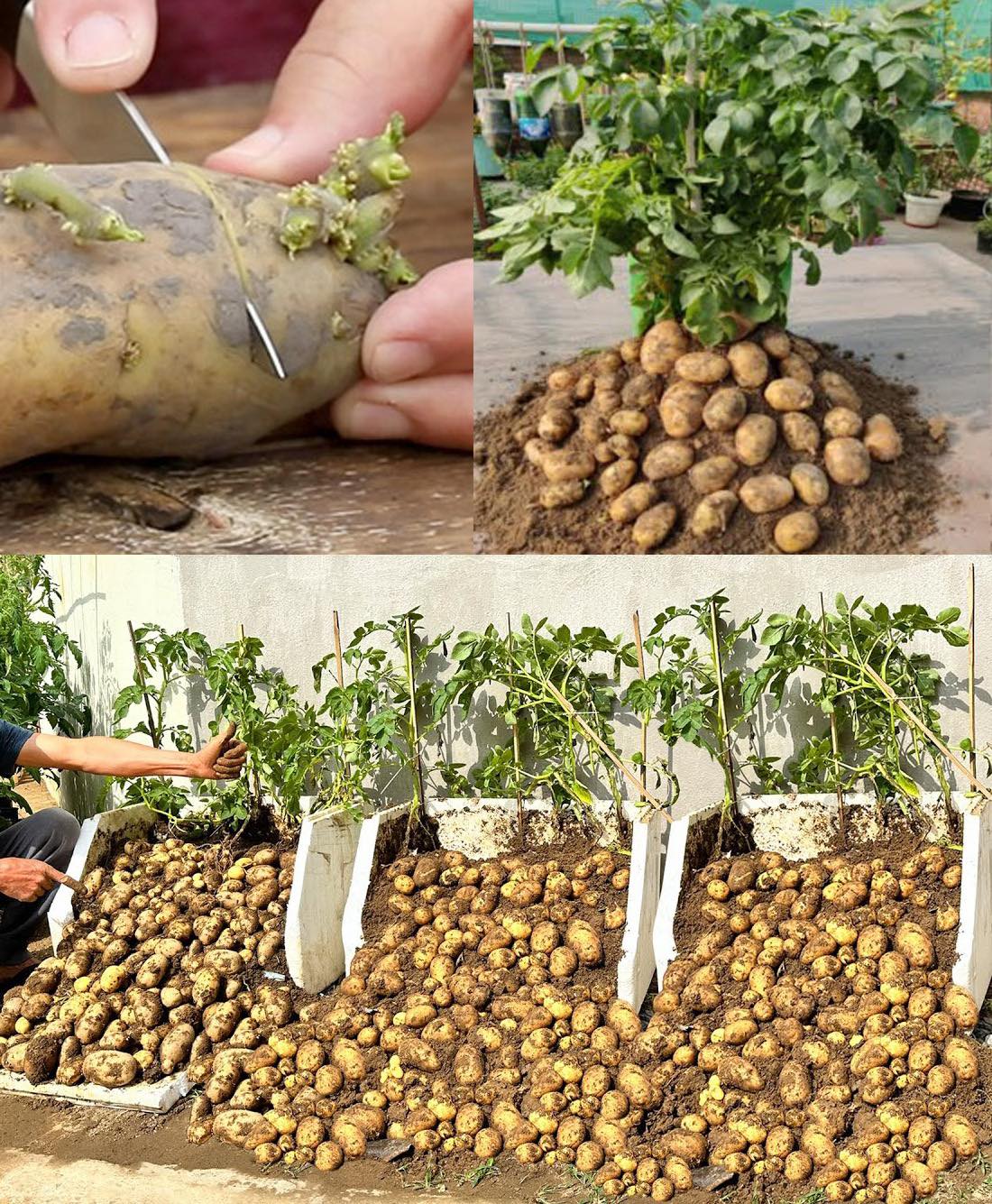 How to Grow Potatoes in Containers at Home with Just One Potato