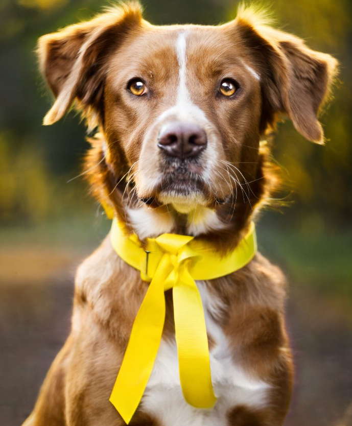 What does a yellow ribbon on dog collar mean
