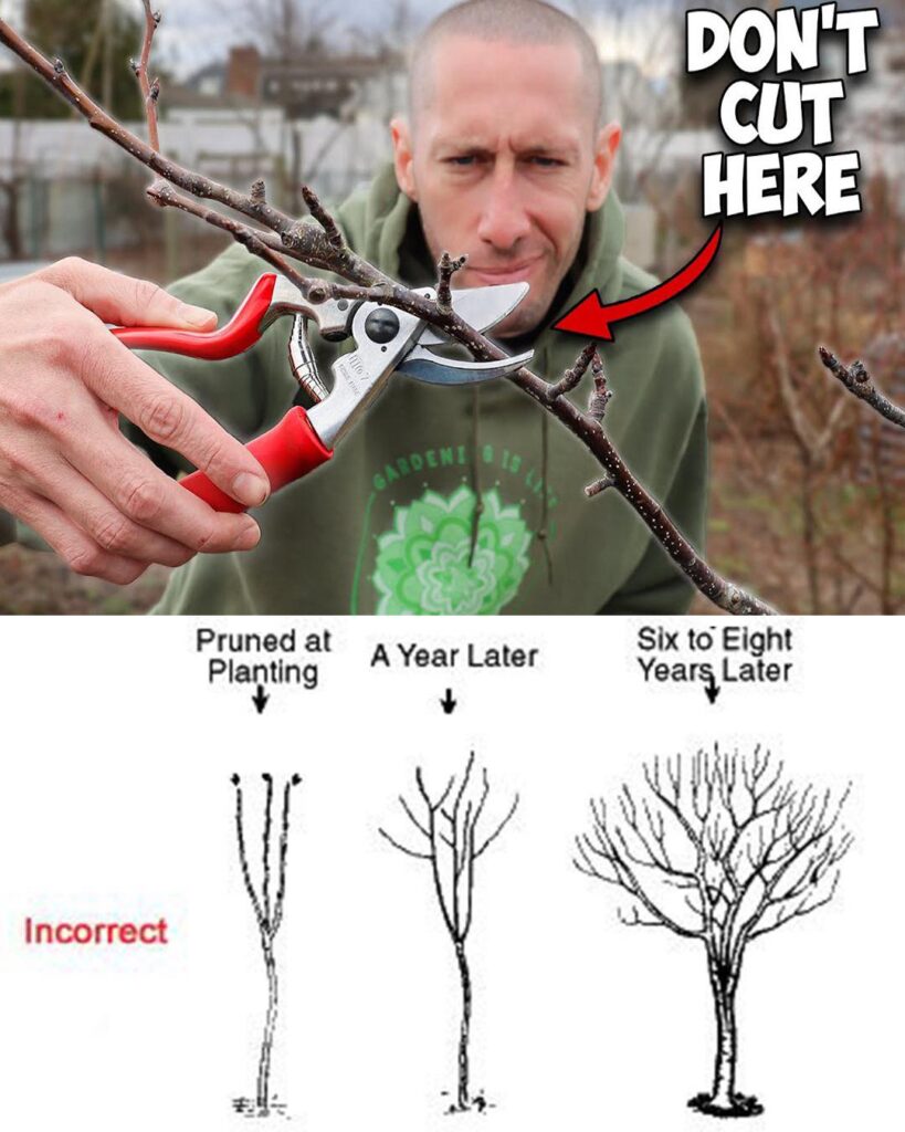 5 Beginner Gardening Mistakes to Avoid When Growing Fruit Trees