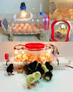 How to Build a Homemade Egg Incubator Using a Water Bottle