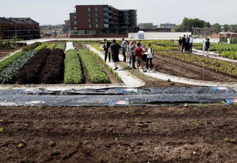 The Practical Magic of Green Roofs