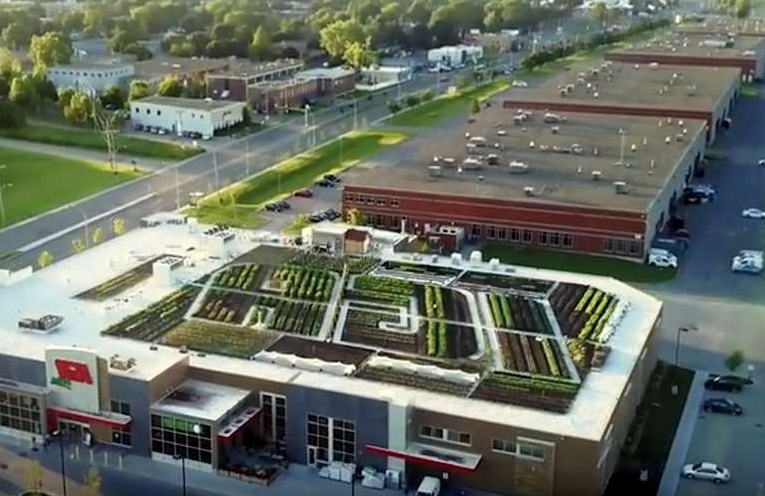 The Practical Magic of Green Roofs