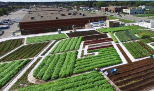 The Practical Magic of Green Roofs